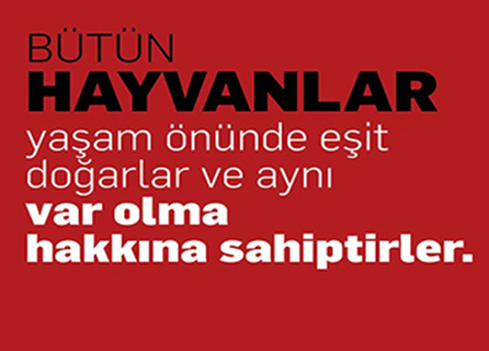Kaya Vet Datca Veteriner Kliniği